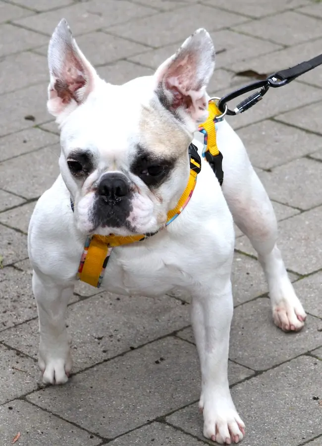 Elsa - Französische Bulldogge - Bild 7