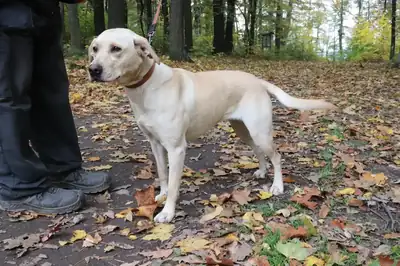 Lina – Labrador Retriever – Bild 4