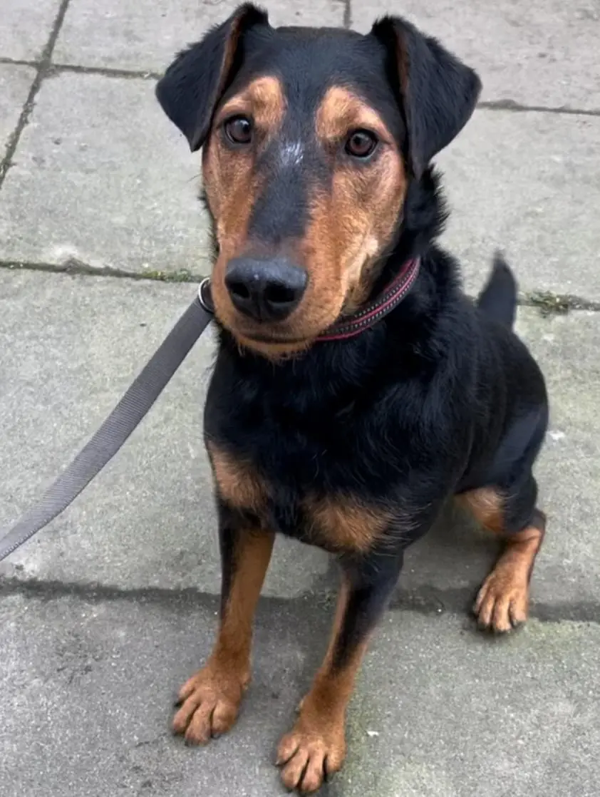 Rudi -  - Bild 2