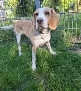 Beagle Liesel
