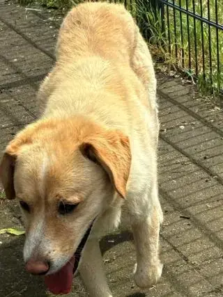 Tommy -  - Bild 12