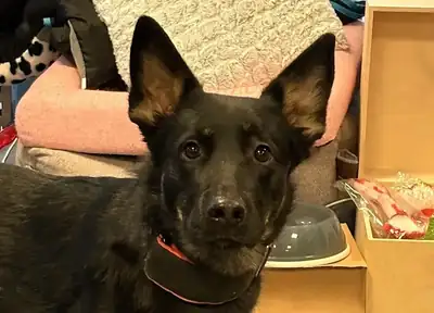 Amy – Deutscher Schäferhund – Bild 3