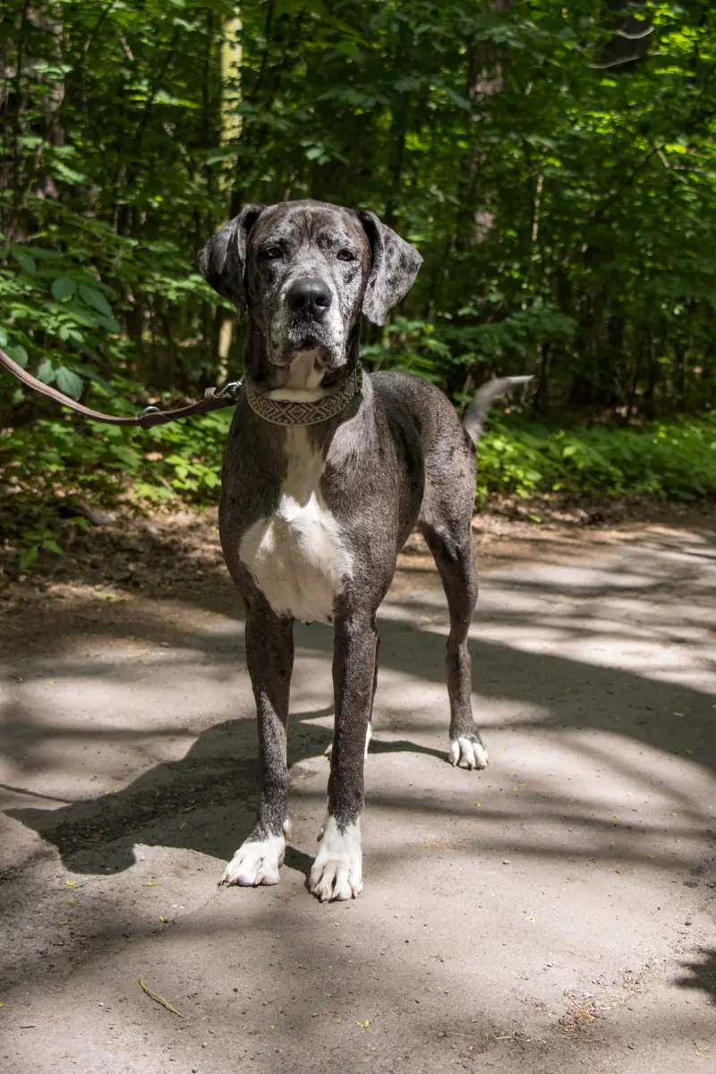 Vanja - Deutsche Dogge - Bild 2