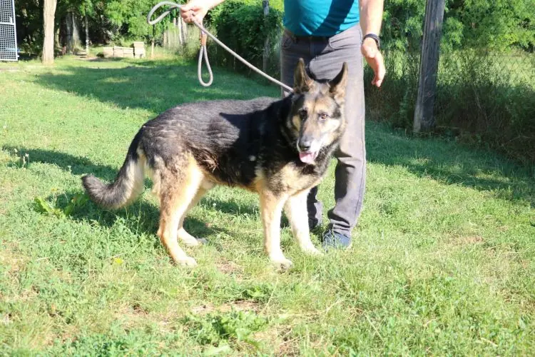 Boris - Deutscher Schäferhund - Bild 1