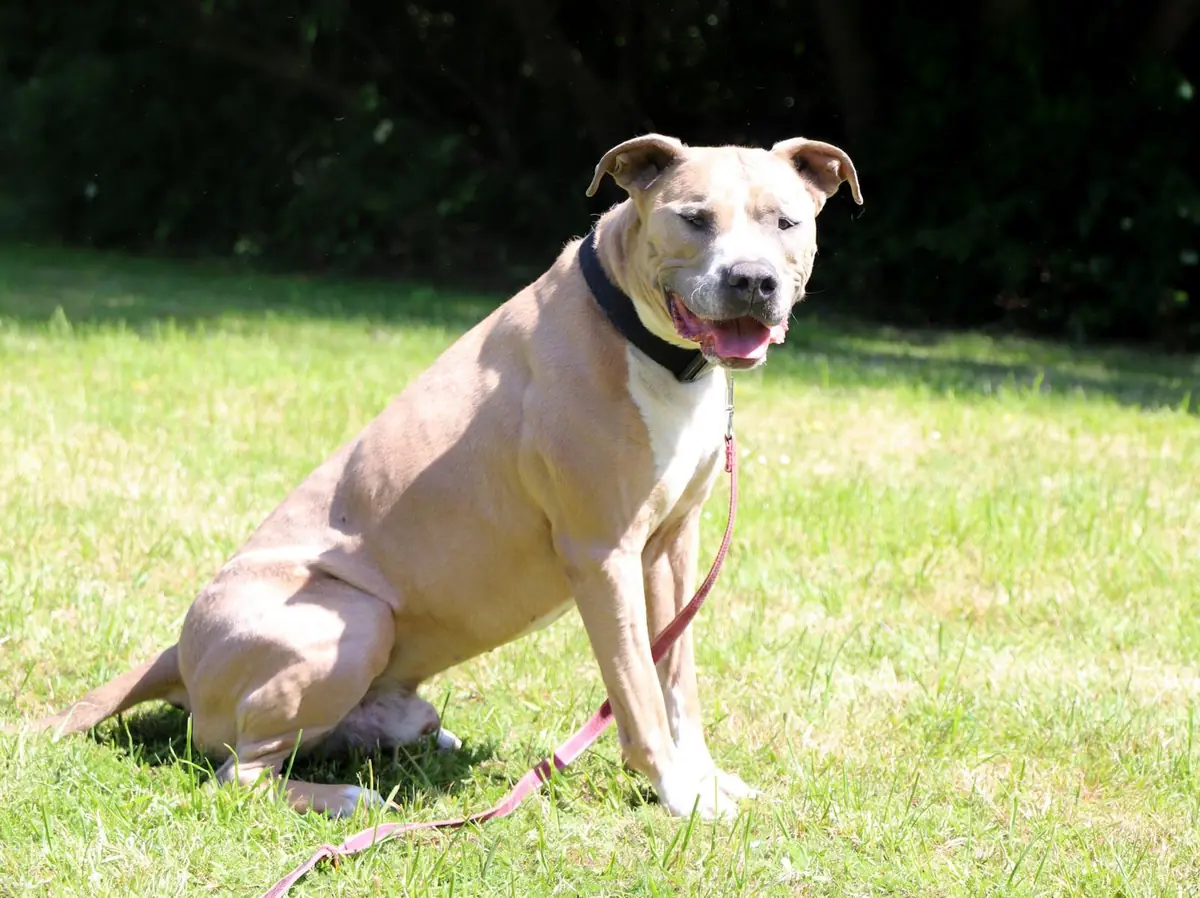 Tequila - American Staffordshire Terrier - Bild 1