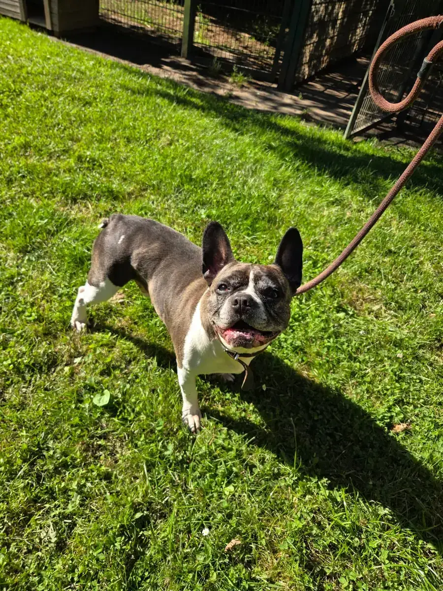Hope - Französische Bulldogge, Chihuahua - Bild 6
