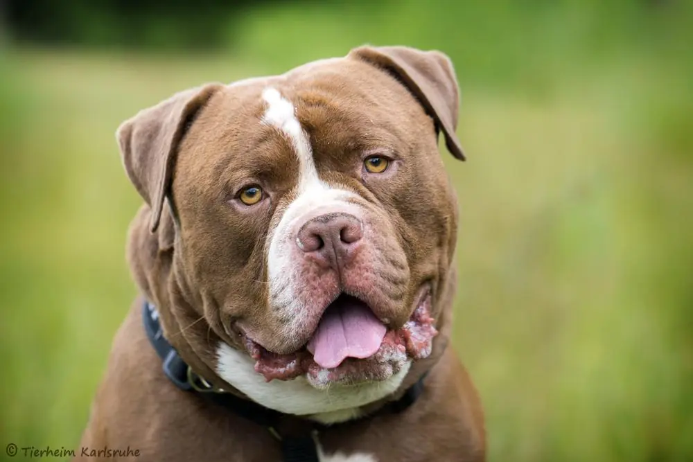 Sulli - Englische Bulldogge - Bild 1