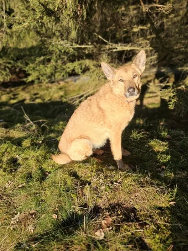 Zira -  - Bild 20