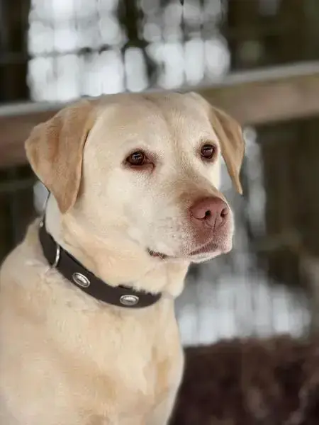 Merry - Labrador Retriever - Bild 5