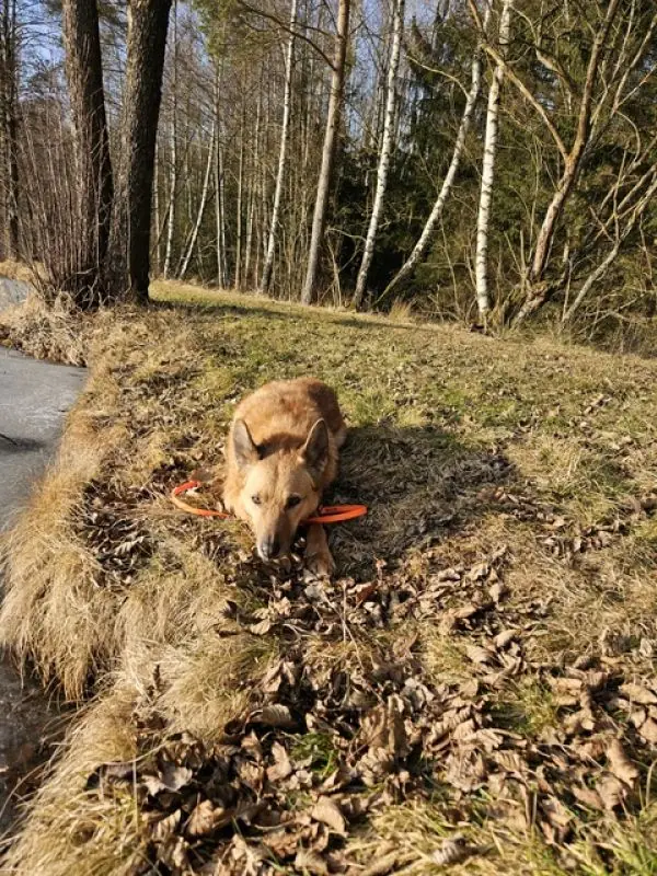 Zira -  - Bild 21