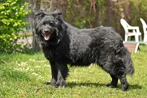 Deutscher Schäferhund-Mix Balu