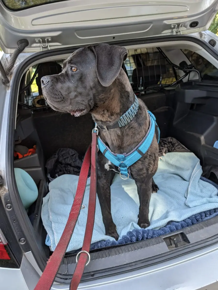 Athena - Cane Corso Italiano - Bild 4