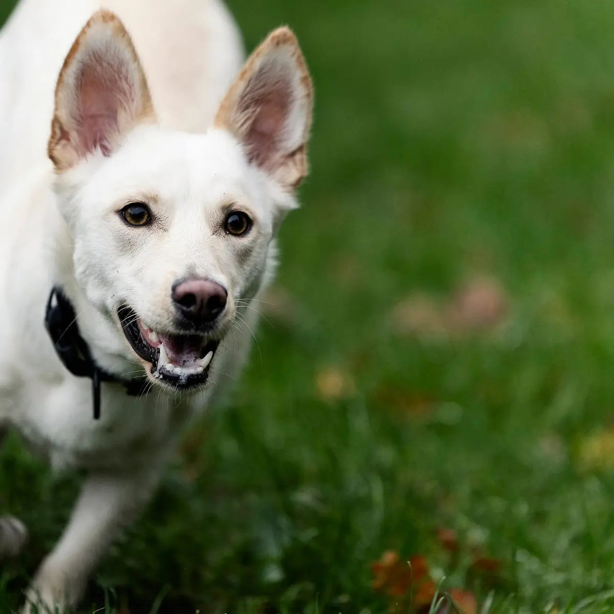 Ivy - Deutscher Schäferhund - Bild 2