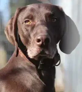 Weimaraner, Deutsch Kurzhaar Buddy