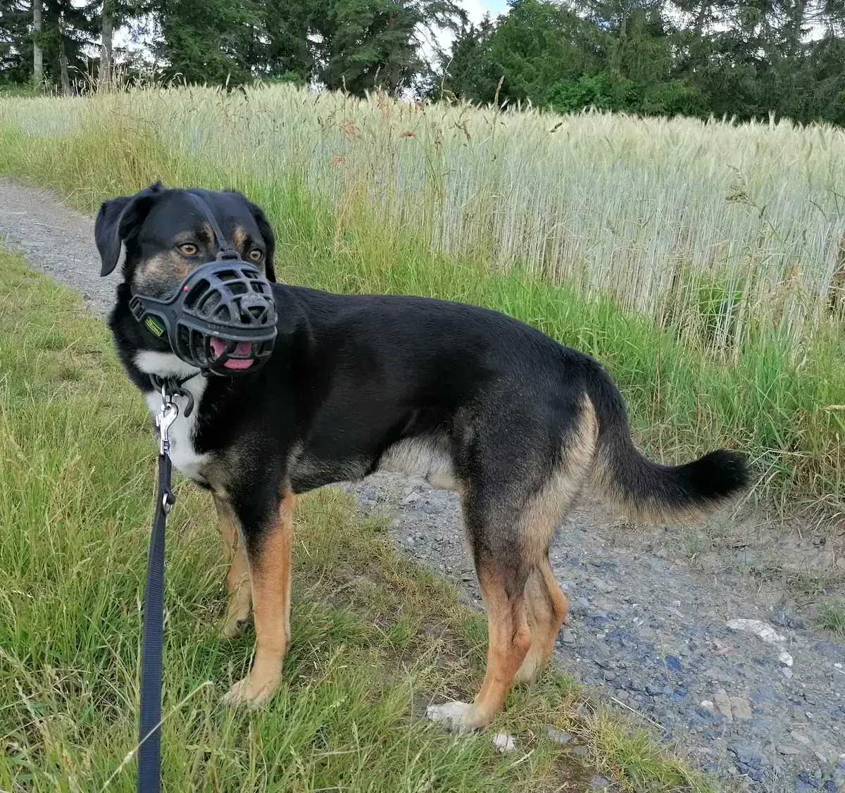 Timmy -  - Bild 1