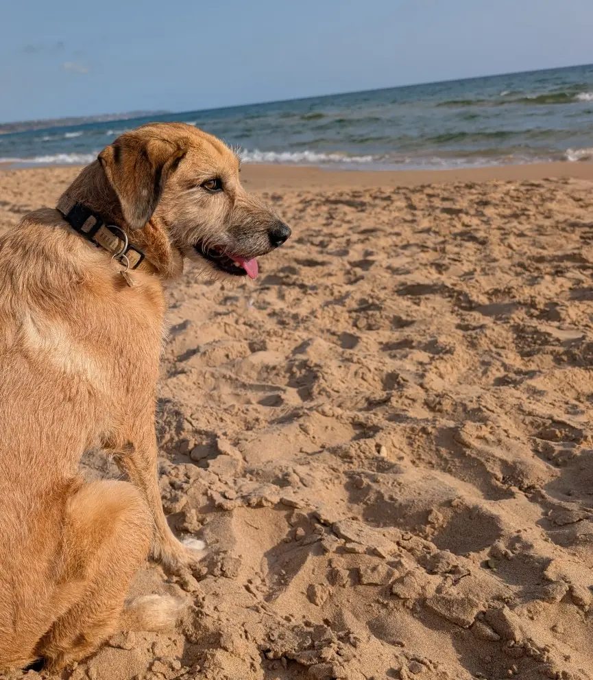 Bonnie -  - Bild 4