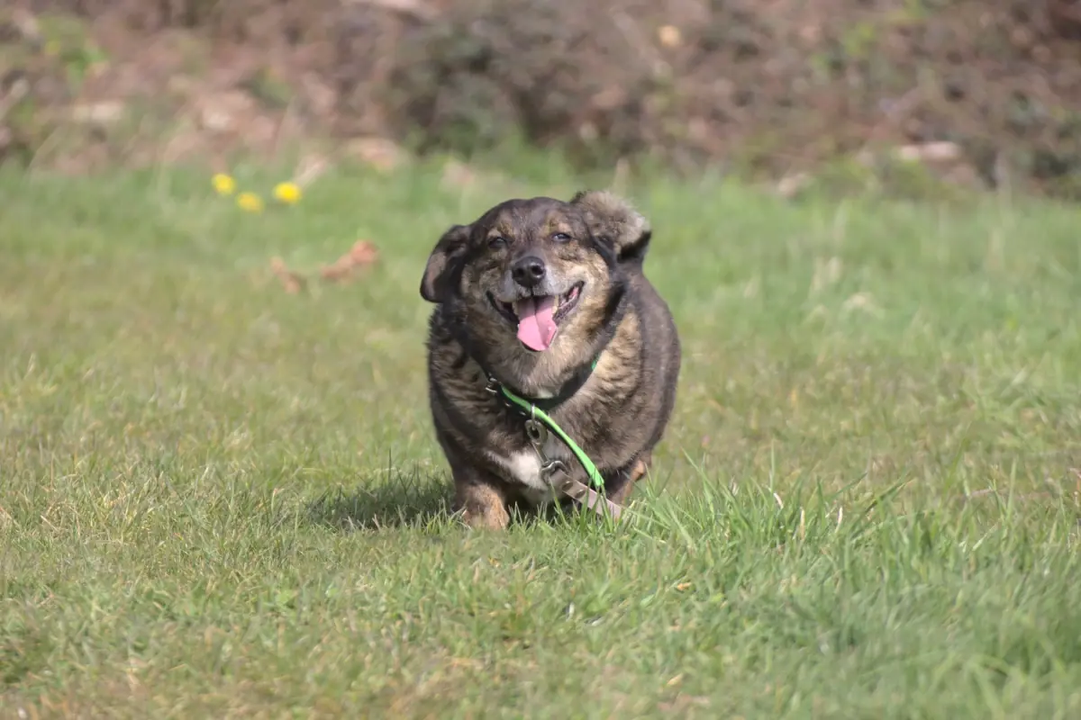 Dackel, Deutscher Schäferhund Benni