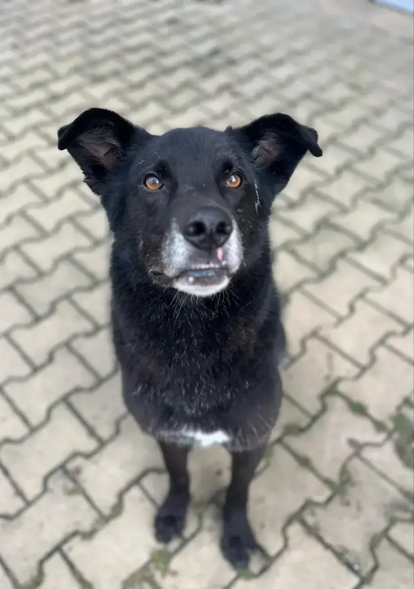 Rex - Deutscher Schäferhund - Bild 16