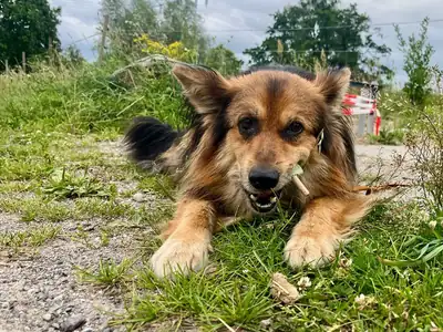 Loui – Mischling – Bild 40