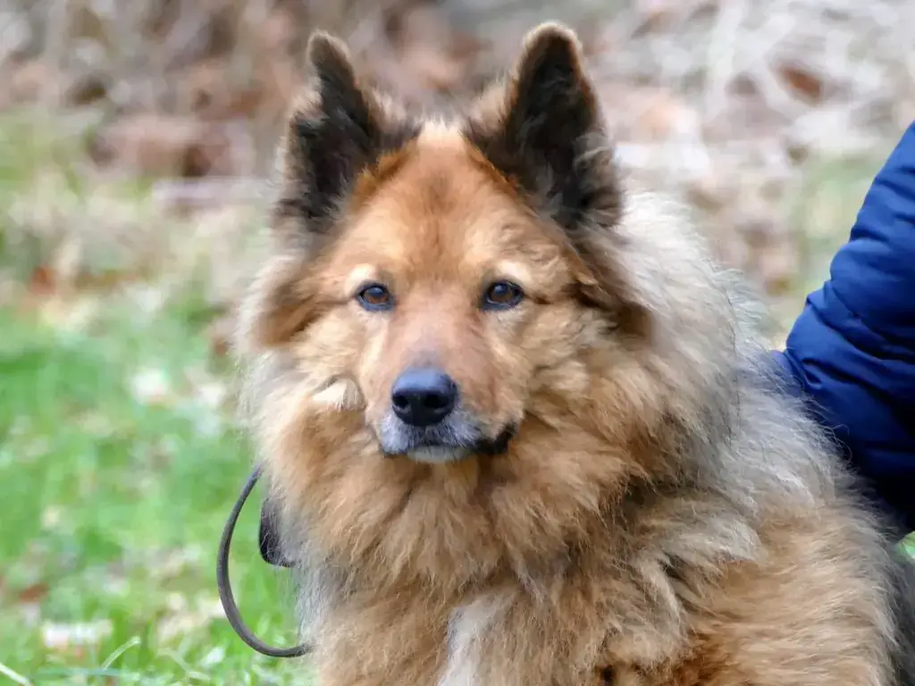 Pelle - Border Collie - Bild 3