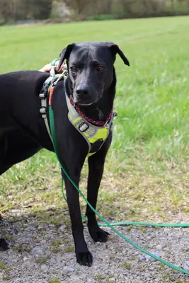 Emmi - Labrador Retriever - Bild 1