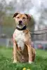 Ben – Rhodesian Ridgeback – Bild 7