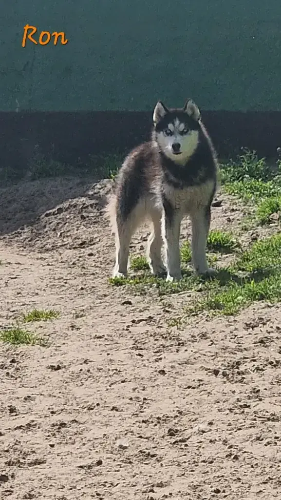 Ron - Siberian Husky - Bild 1
