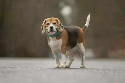 Taco – Beagle – Bild 3