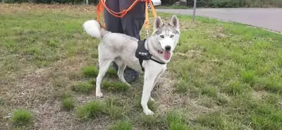 Ice – Siberian Husky – Bild 5