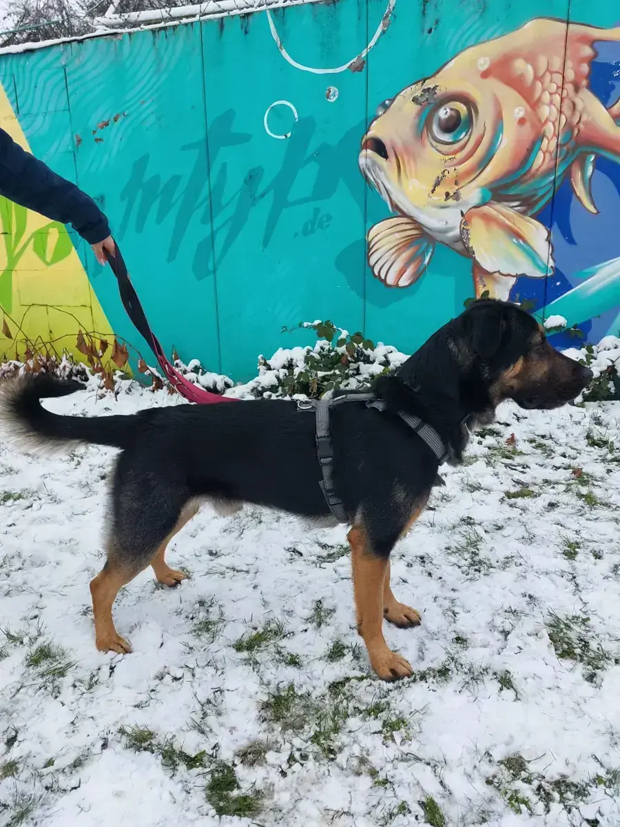 Deutscher Schäferhund-Mix Baghira