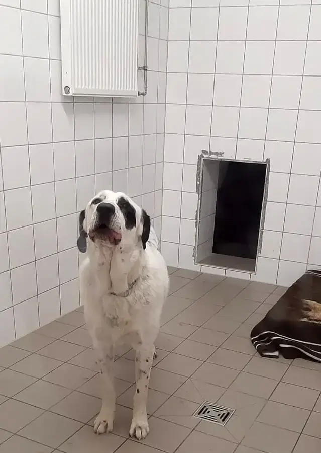 Balou - Zentralasiatischer Owtscharka - Bild 5