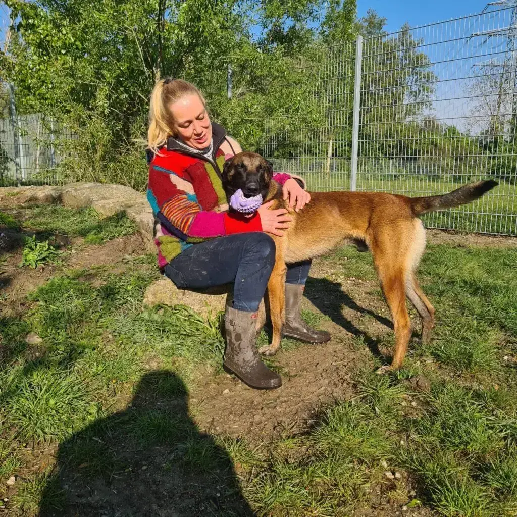Kasper – Belgischer Schäferhund – Bild 2