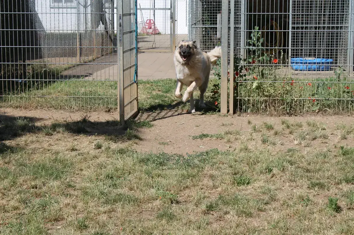 Mira - Kangal-Hirtenhund - Bild 4