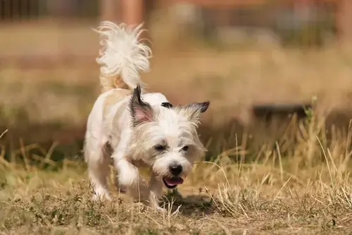 Bruno -  - Bild 4