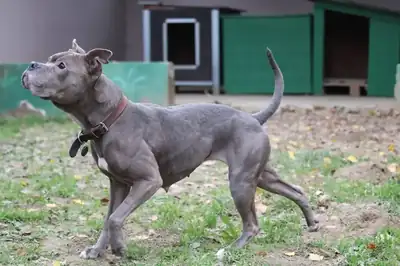 Haley – Hund – Bild 11