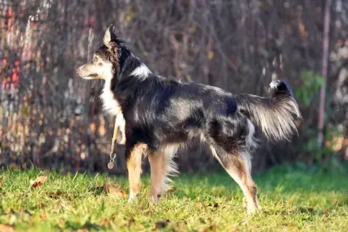 Ben - Border Collie - Bild 2