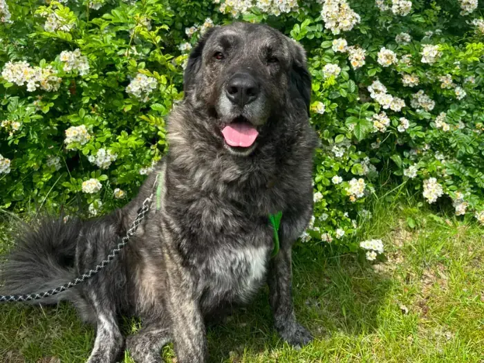 Molly -  - Bild 2
