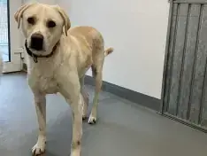 Labrador Retriever-Mix Benji