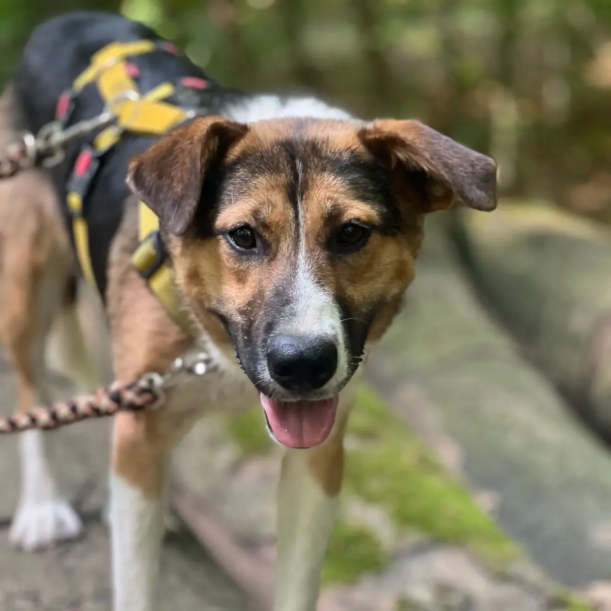 Elsie -  - Bild 1