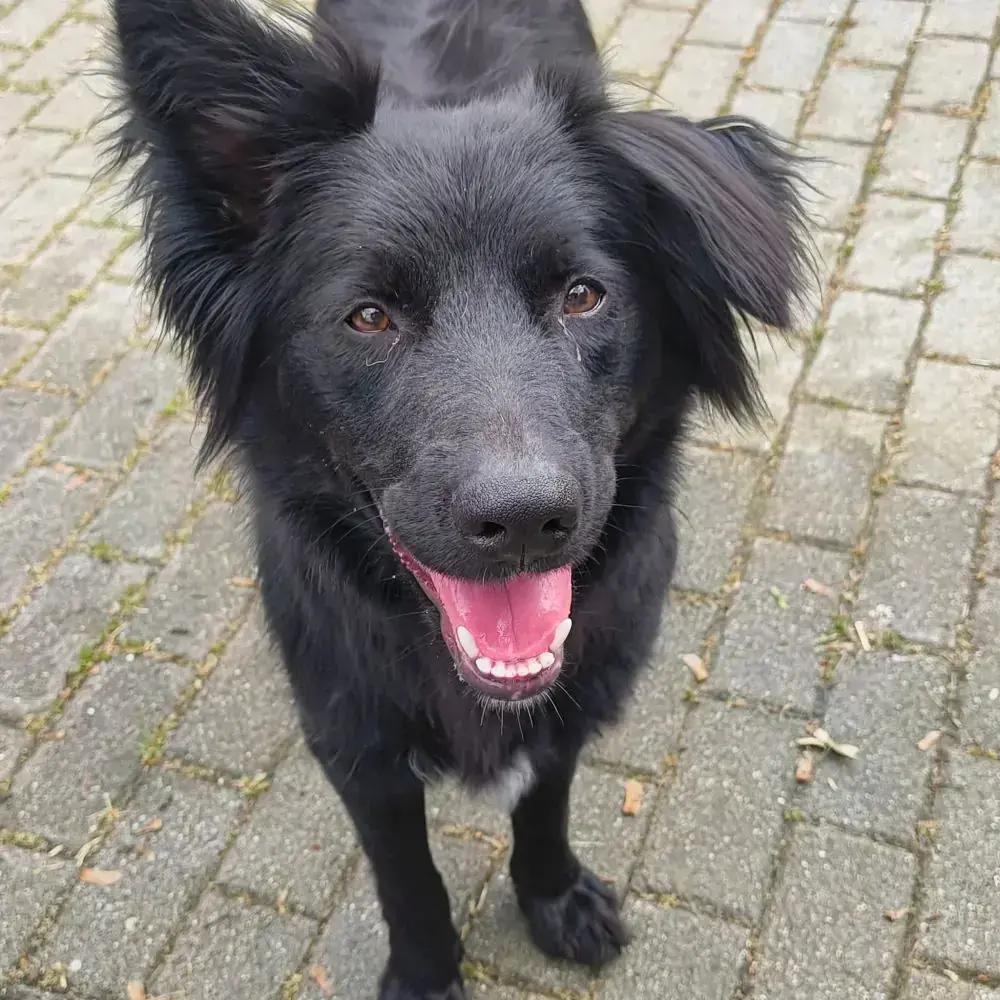 Border Collie, Deutscher Schäferhund Fee