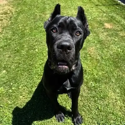 Merlin – Cane Corso Italiano – Bild 3