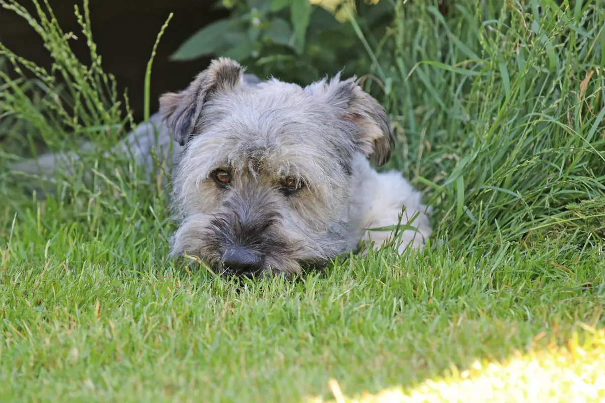 Bobby -  - Bild 10