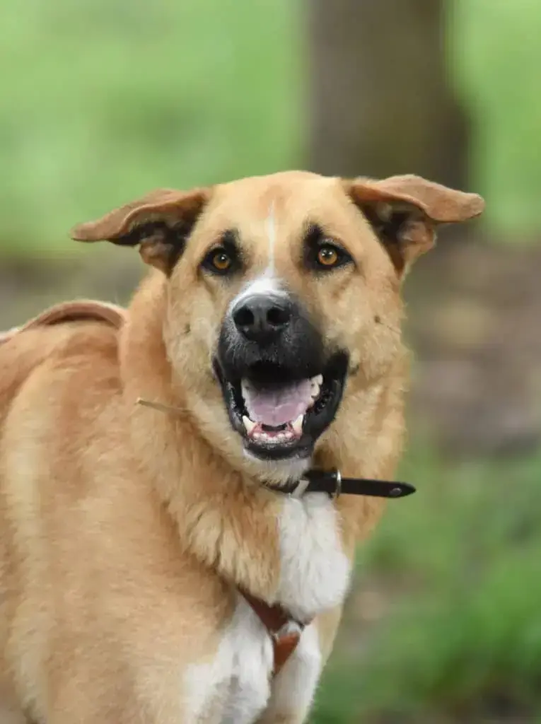 Lando -  - Bild 1