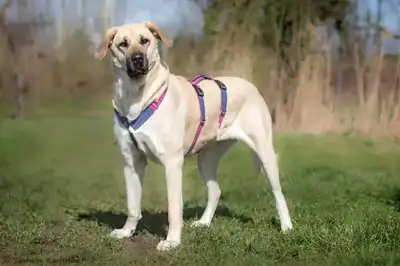 Bonnie – Kangal-Hirtenhund – Bild 2