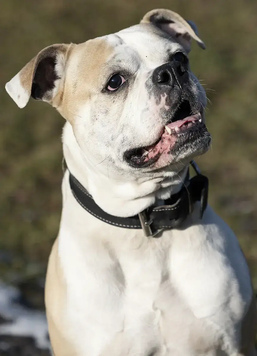 Chopper - Deutscher Boxer - Bild 1