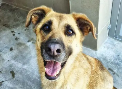 Luna - Deutscher Schäferhund - Bild 8