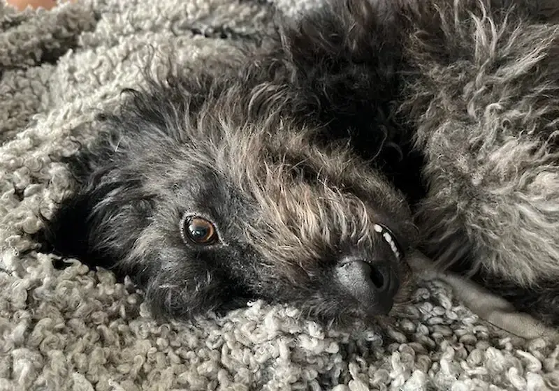 Lilli -  - Bild 2