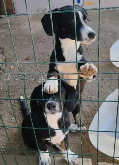 Rudi - Deutscher Schäferhund - Bild 5