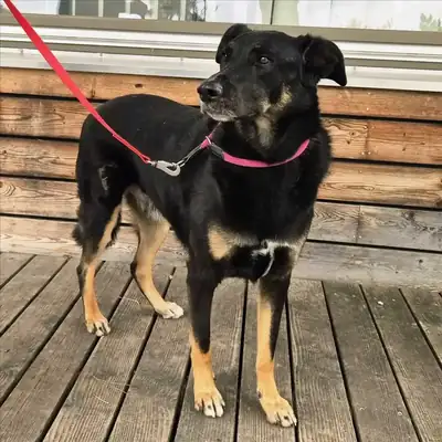 BALU – Deutscher Schäferhund, Dobermann – Bild 2