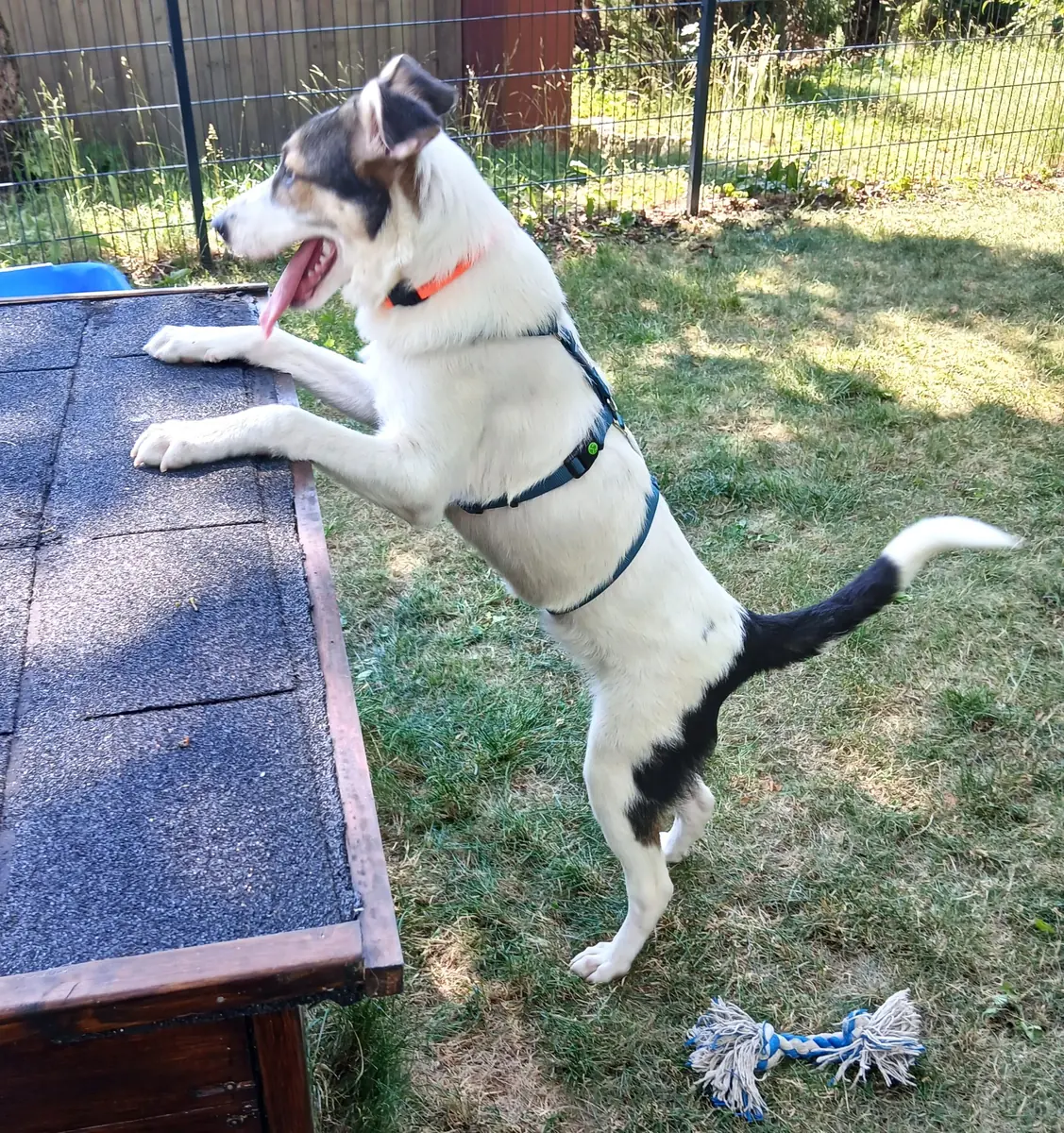 Laika -  - Bild 4